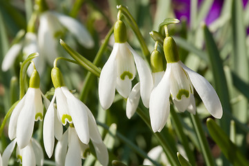 Image showing Snowdrop bloom in springtime