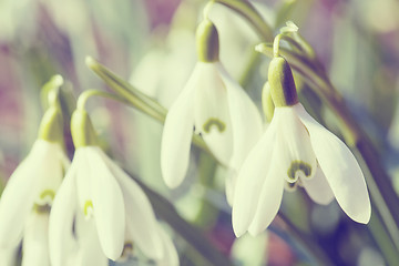 Image showing Snowdrop bloom in springtime in abstract colors