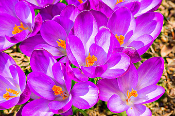 Image showing macro of first spring flowers in garden crocus abstract painting effect