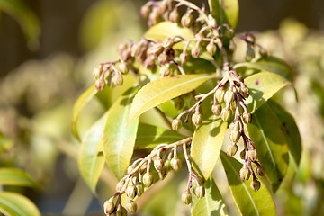 Image showing not opened budding blow of spring flower