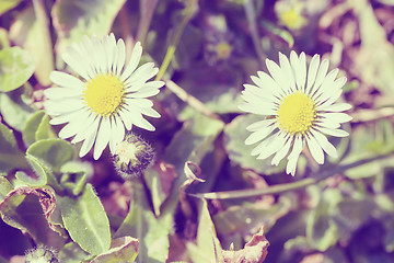 Image showing small daisy flower in retro abstract color