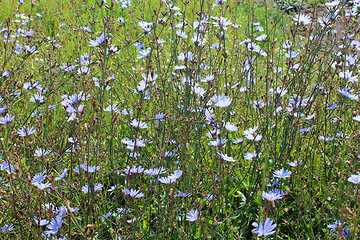 Image showing blue flowers of Cichorium