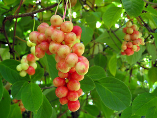 Image showing branch of red ripe schizandra