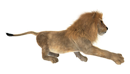 Image showing Male Lion