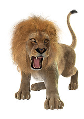 Image showing Male Lion