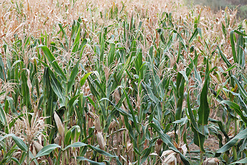 Image showing Corn field