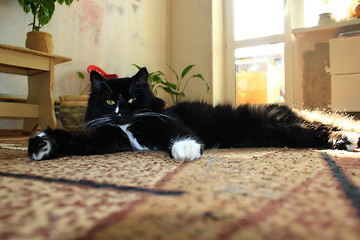 Image showing black cat lolling about on the carpet