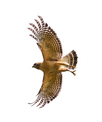Image showing Red Shouldered Hawk