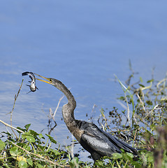 Image showing Anhinga Downing A Fish