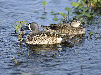 Image showing Blue-winged Teal Ducks