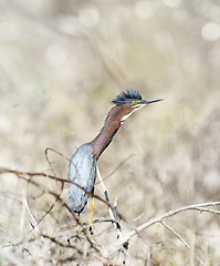 Image showing Green Heron