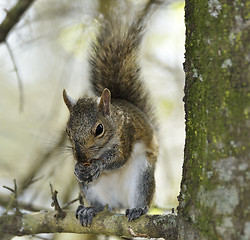 Image showing Eastern Gray Squirrel