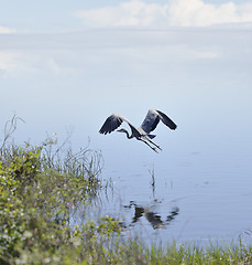 Image showing Great Blue Heron