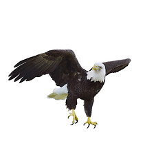 Image showing American Bald Eagle