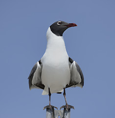 Image showing Franklin\'s Gull