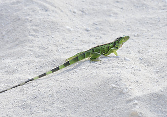 Image showing Green Iguana