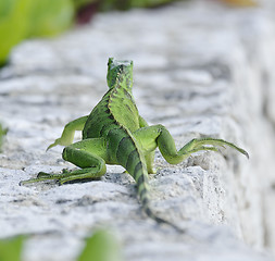 Image showing Green Iguana