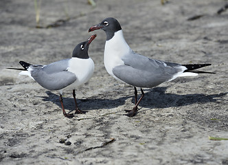 Image showing Franklin\'s Gulls