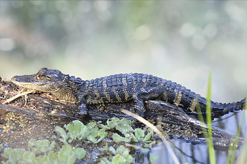 Image showing American Alligator 