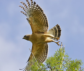 Image showing Red Shouldered Hawk