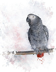 Image showing African Grey Parrot Watercolor