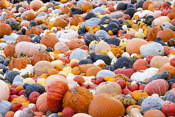 Image showing Different maxima and pepo cucurbita pumpkin pumpkins from autumn