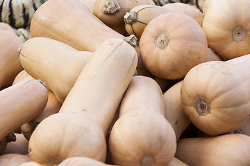 Image showing Butternut Butternuss cucurbita pumpkin pumpkins from autumn harv