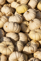 Image showing Baby Boo White Mandarin cucurbita pumpkin pumpkins from autumn h