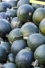 Image showing Rondini cucurbita pumpkin pumpkins from autumn harvest