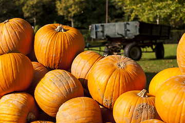 Image showing Halloween big Halloween cucurbita pumpkin pumpkins from autumn h