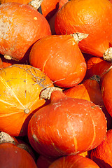 Image showing red roter Hokkaido cucurbita pumpkin pumpkins from autumn harves