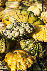 Image showing Warted Patission cucurbita pumpkin pumpkins from autumn harvest