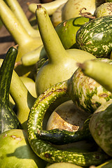 Image showing Kalebassenkürbirs cucurbita pumpkin pumpkins from autumn harves