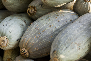 Image showing Blue banana grey banana cucurbita pumpkin pumpkins from autumn h