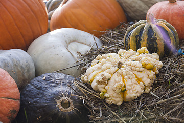 Image showing Different maxima and pepo cucurbita pumpkin pumpkins from autumn