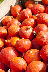 Image showing red roter Hokkaido cucurbita pumpkin pumpkins from autumn harves