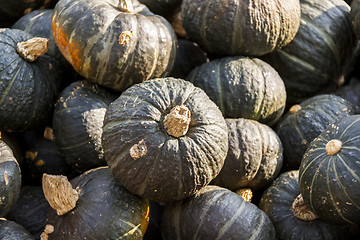 Image showing Green Grüner Hokkaido cucurbita pumpkin pumpkins from autumn ha