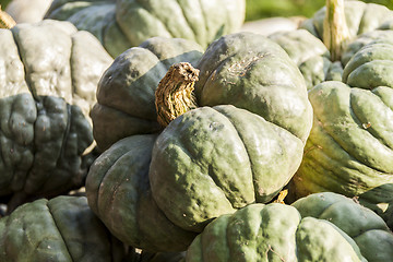 Image showing Triamble Tristar cucurbita pumpkin pumpkins from autumn harvest