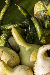 Image showing Kalebassenkürbirs cucurbita pumpkin pumpkins from autumn harves