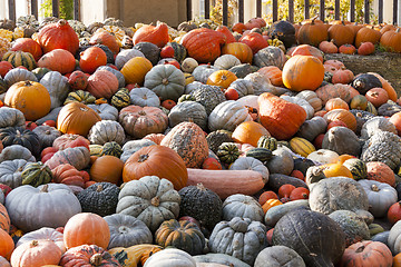 Image showing Different maxima and pepo cucurbita pumpkin pumpkins from autumn