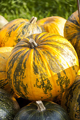 Image showing Oil Lady Godiva cucurbita pumpkin pumpkins from autumn harvest 