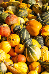 Image showing decoration mini pumpkin cucurbita pumpkin pumpkins from autumn h