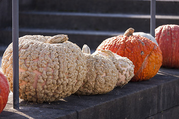 Image showing Warzenkürbis Cucurbita Maxima pumpkin pumpkins from autumn harv