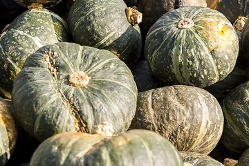 Image showing Green Grüner Hokkaido cucurbita pumpkin pumpkins from autumn ha