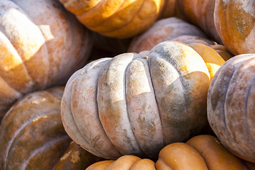 Image showing Muscade de Provence cucurbita pumpkin pumpkins from autumn harve