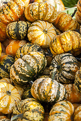 Image showing Sweet Lightning Microwave cucurbita pumpkin pumpkins from autumn