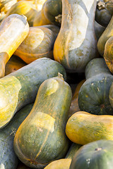 Image showing Sonca cucurbita pumpkin pumpkins from autumn harvest