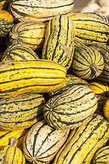 Image showing Delicata sweet Potato cucurbita pumpkin pumpkins from autumn har