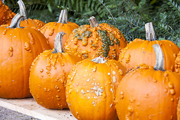 Image showing Halloween big Halloween cucurbita pumpkin pumpkins from autumn h