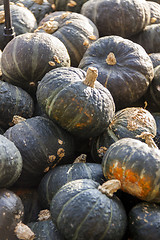 Image showing Green Grüner Hokkaido cucurbita pumpkin pumpkins from autumn ha